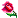 rose rose
